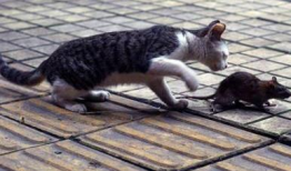 猫捉老鼠视频,一场欢乐的追逐大戏