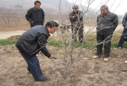 石榴树怎么剪枝视频,视频教程详解